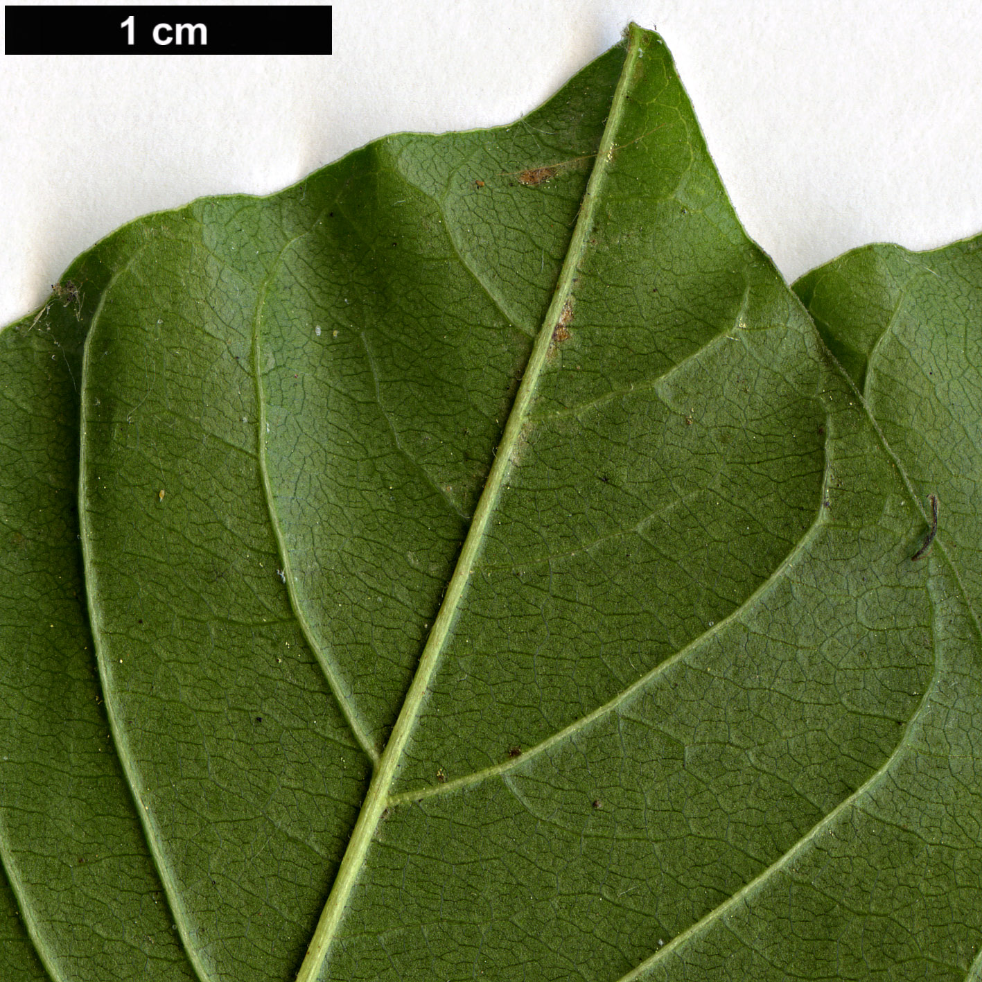 High resolution image: Family: Rhamnaceae - Genus: Frangula - Taxon: alnus